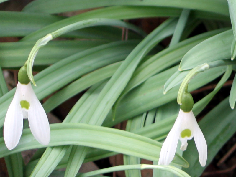�X�m�[�h���b�v�isnowdrop�j