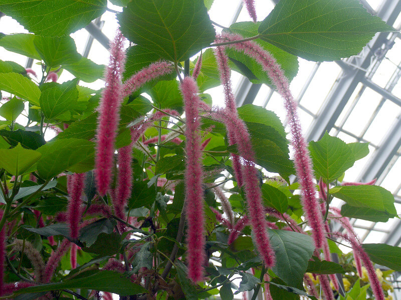 �A�J���t�@�E�q�X�s�_(Acalypha hispida)