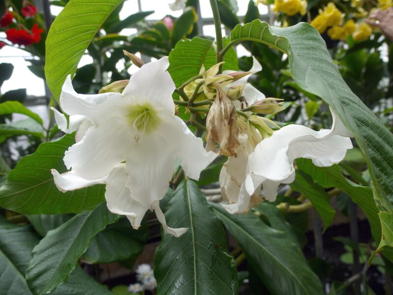 �{�[�����e�B�A�E�����e�B�t����(Beaumontia multiflora)