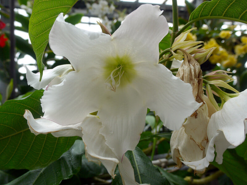 �{�[�����e�B�A�E�����e�B�t����(Beaumontia multiflora)
