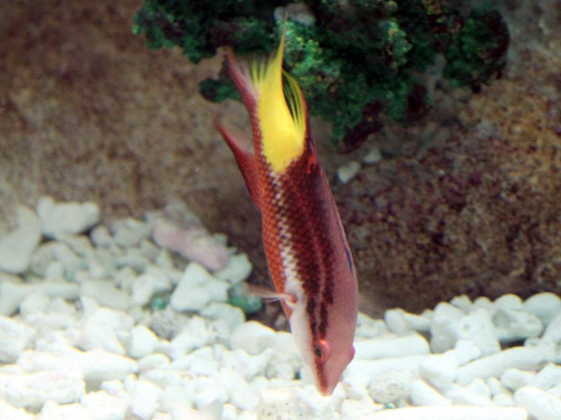 �L���E�o���z�O�t�B�b�V�� Spotfin Hogfish