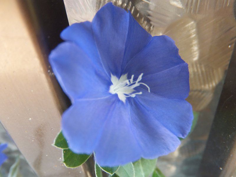 �G�{���u���X(Evolvulus)