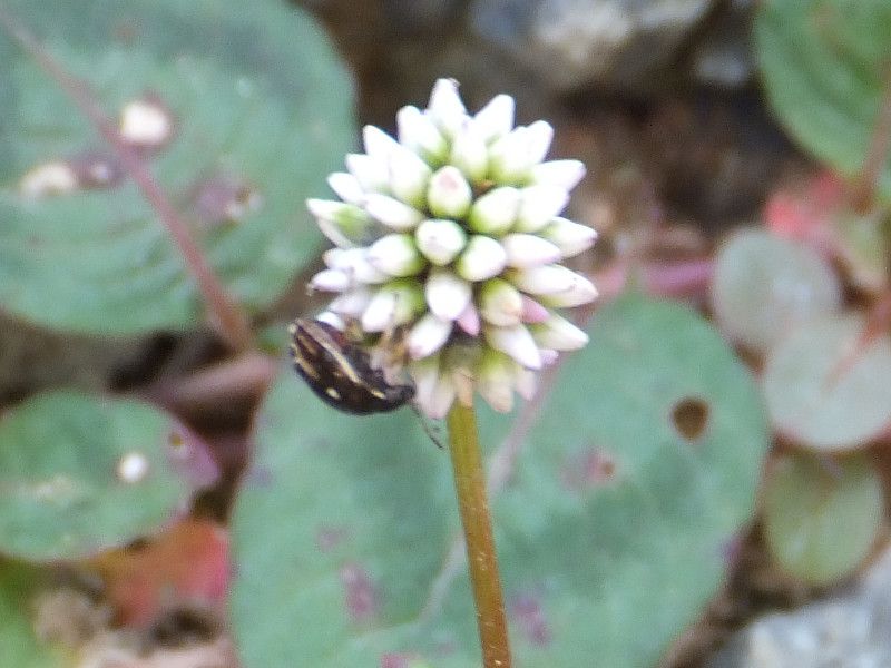 �c���\�o�i�������A�w���FPersicaria chinensis�j