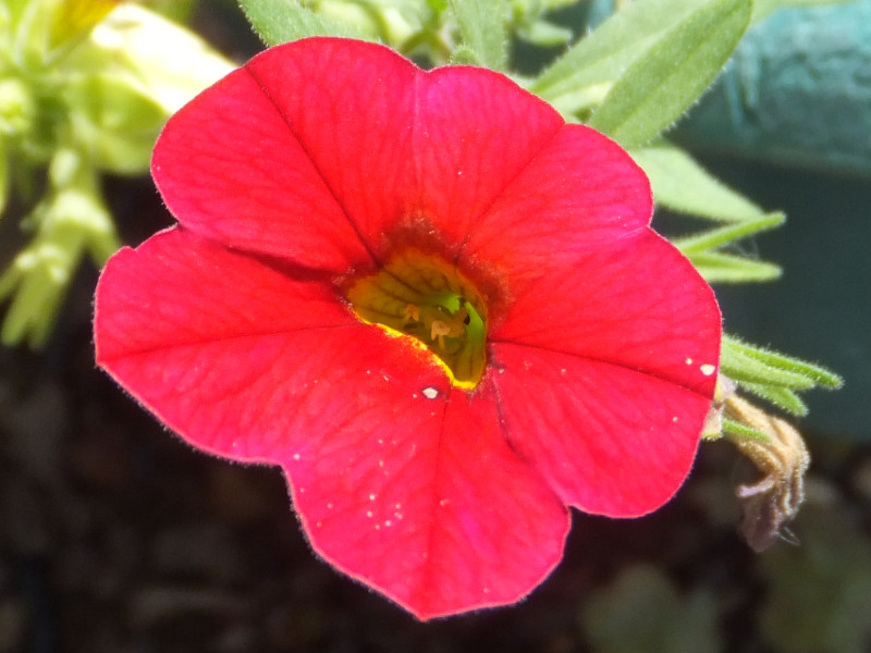 �l���V�A�iNemesia�A�w���FNemesia strumosa�j