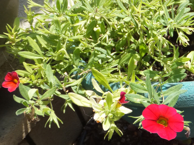 �l���V�A�iNemesia�A�w���FNemesia strumosa�j