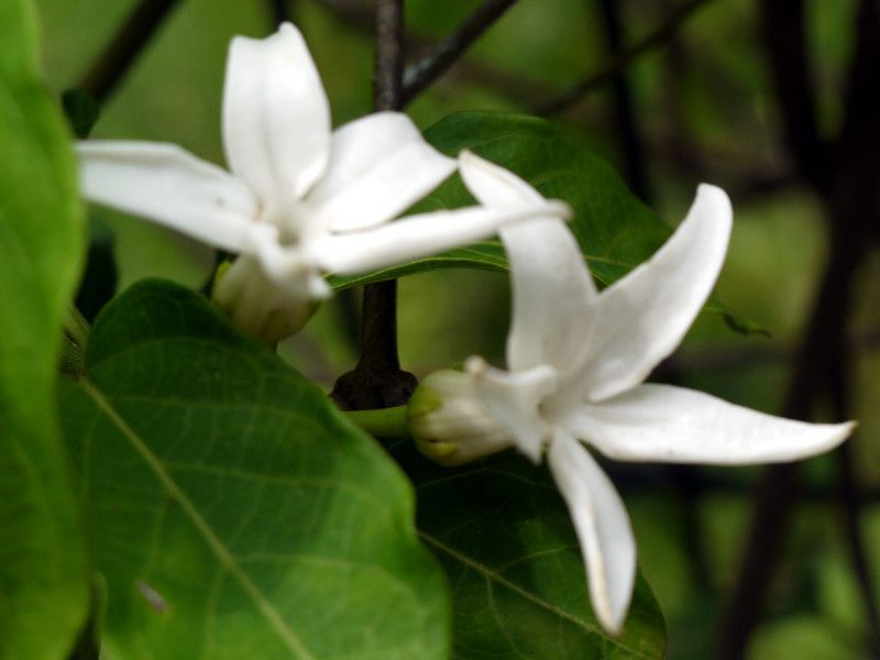 �V�^�L�\�E�i��ؑ��A�w���FJasminanthes mucronata�j
