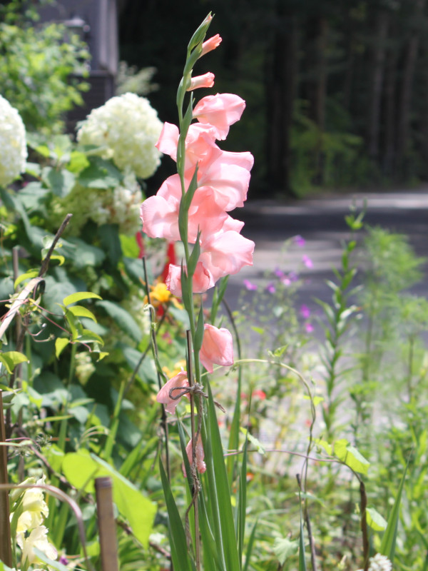 �O���W�I���X(Gladiolus)