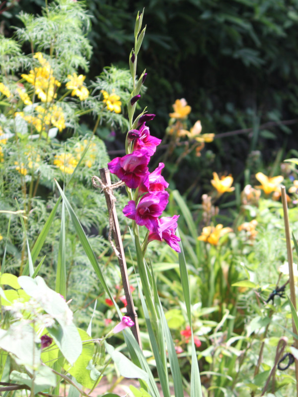 �O���W�I���X(Gladiolus)