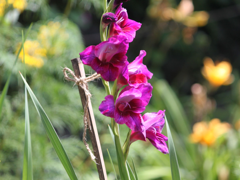 �O���W�I���X(Gladiolus)