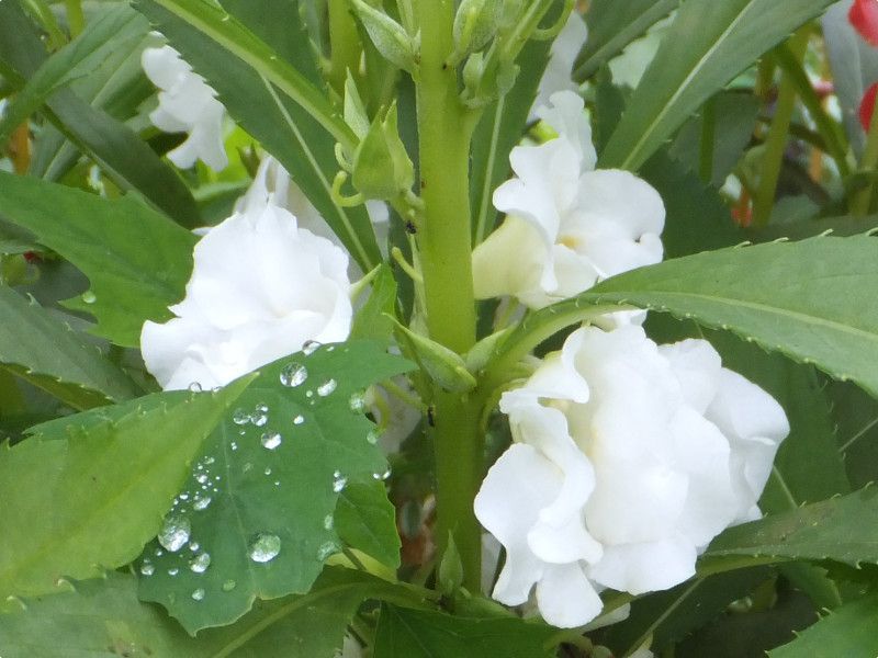 �L���M���\�E�i�������j��