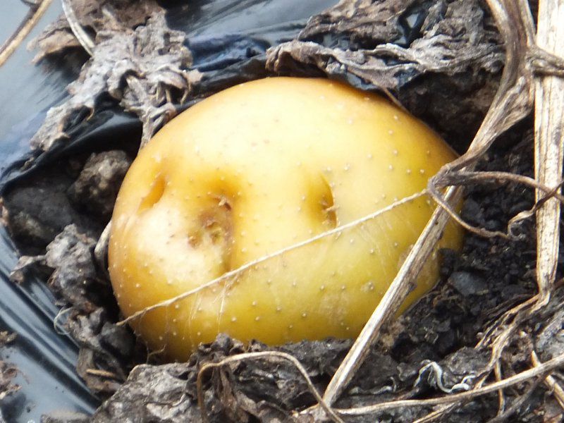 �W���K�C����