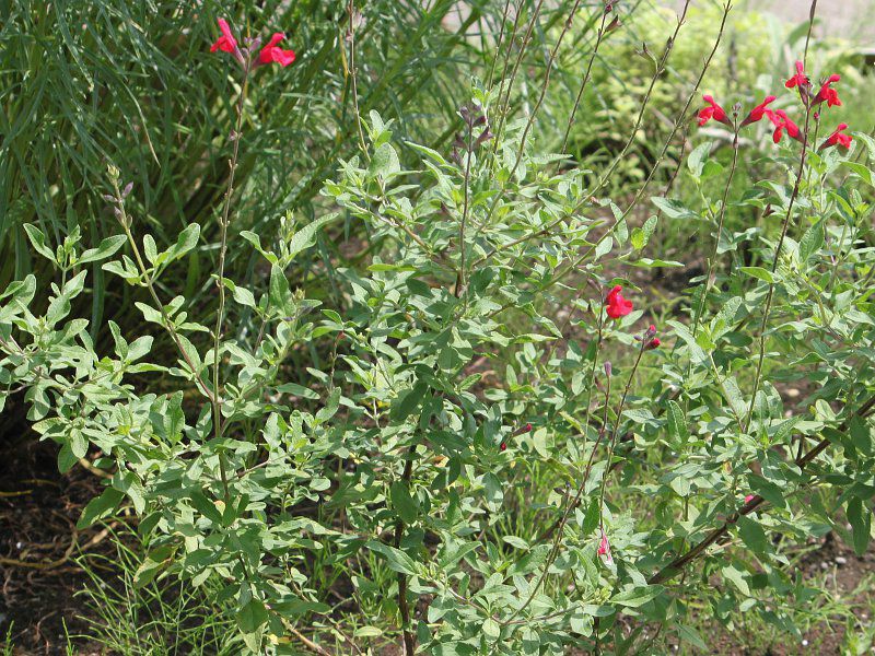 salvia-microphylla