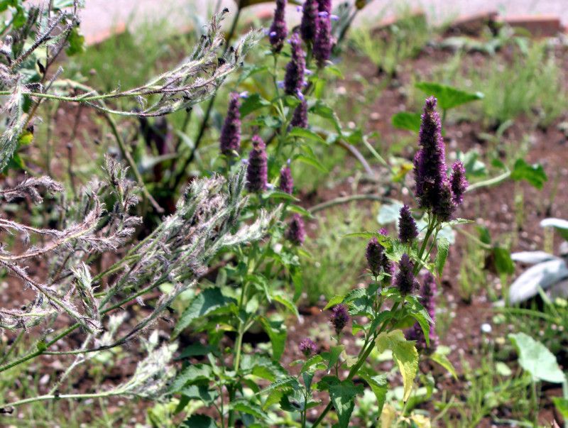 >Agastache liquorice Blue