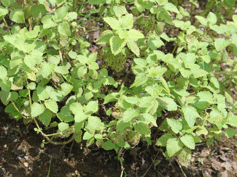 �������o�[���i Lemon balm�j