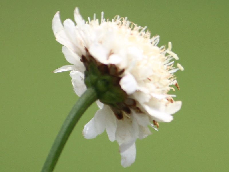�A���p�C�� �X�J�r�I�T �iAlpine scabious)