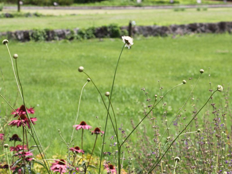 �A���p�C�� �X�J�r�I�T �iAlpine scabious)