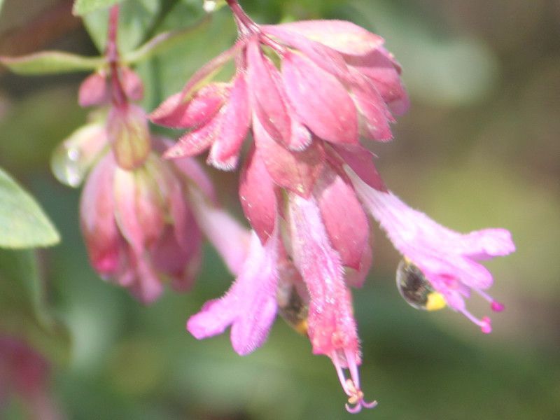 Origanum laevigatum pilgrim