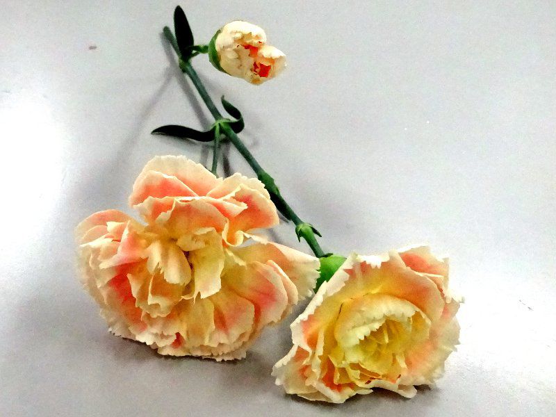 �J�[�l�[�V����(carnation)