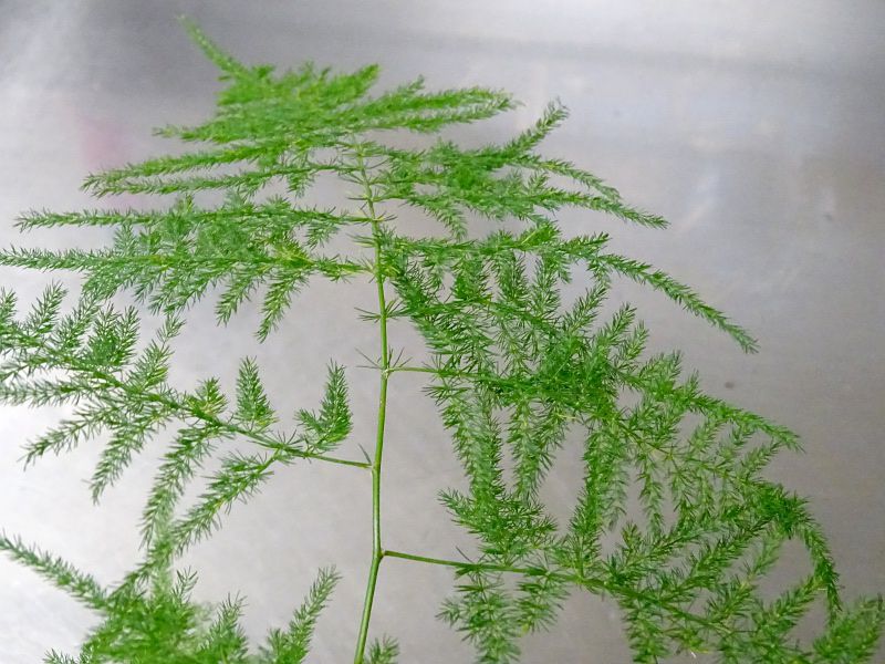 �A�X�p���K�X�E�v�����[�T�X�E�i�k�X(Asparagus plumosus var. nanus)