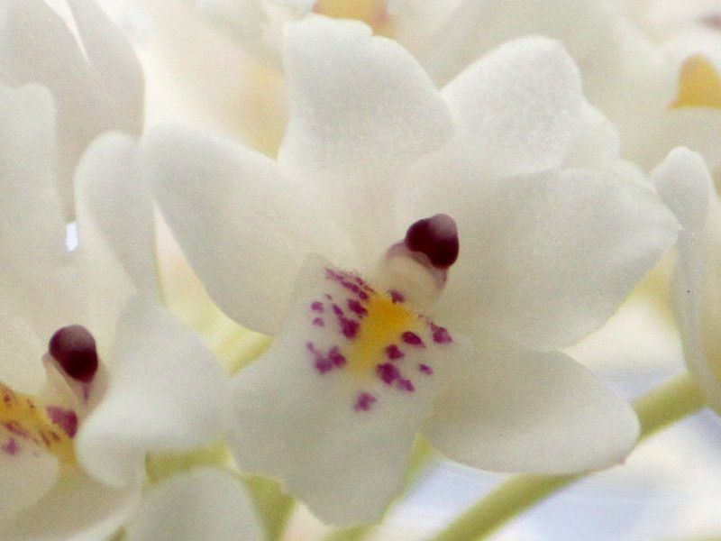 polystachiya