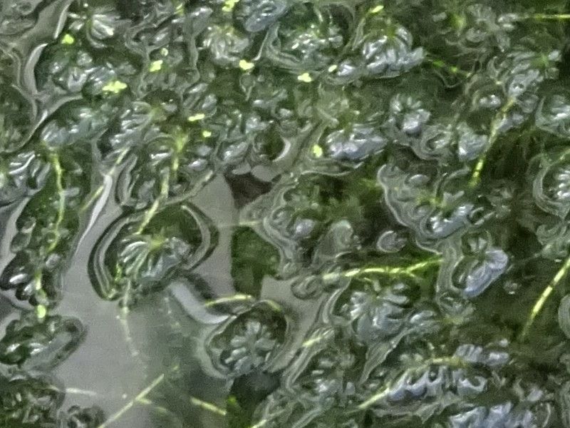 �G�Q���A�E�i���X�iEgeria najas�j