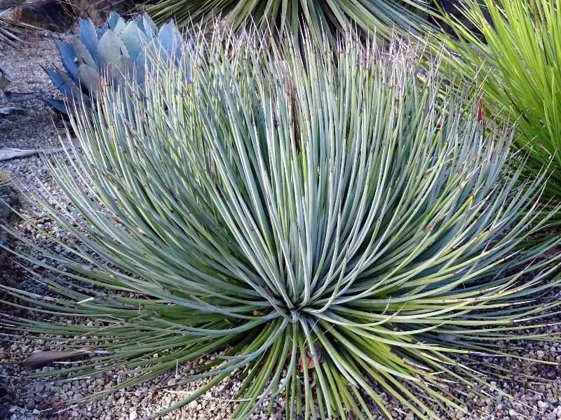 ���P����/�A�K�x�X�g���A�[�^agave-striata