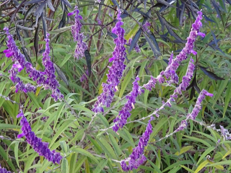 �T���r�A�E���E�J���T(Salvia leucantha)
