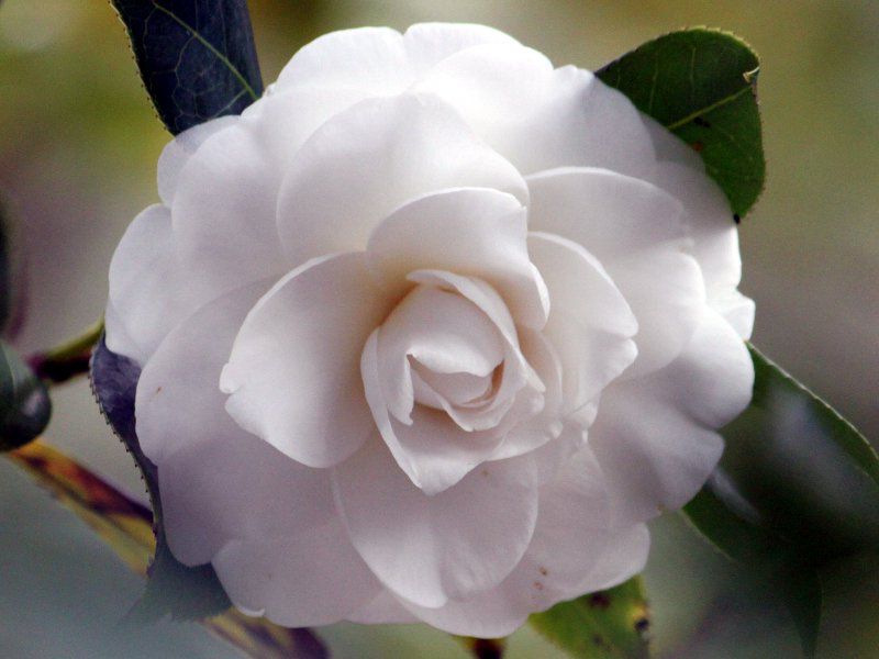 �c�o�L�@�A���o�E�v���i