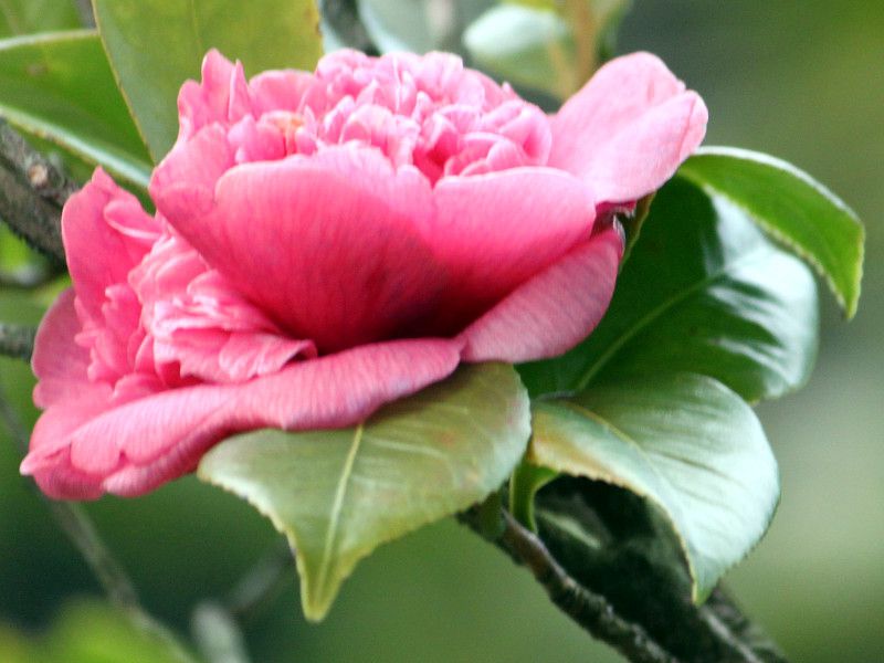�h�i�E�w���`���A�E�h�D�E�t���C�^�X�}�K�G�X�j