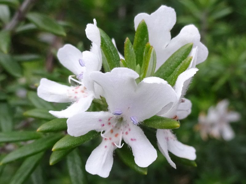 ���[�Y�}���[ (Rosemary)