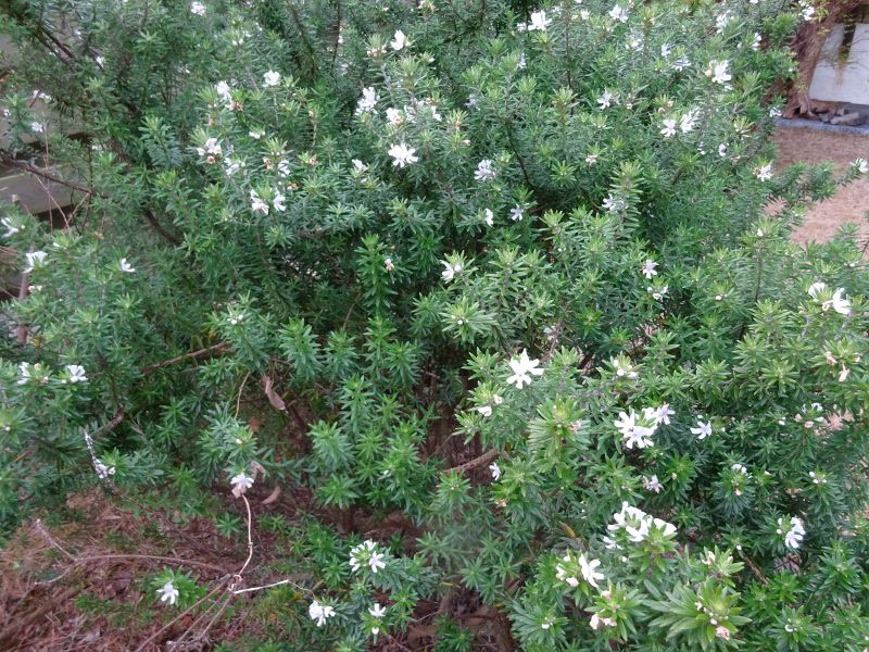 ���[�Y�}���[ (Rosemary)