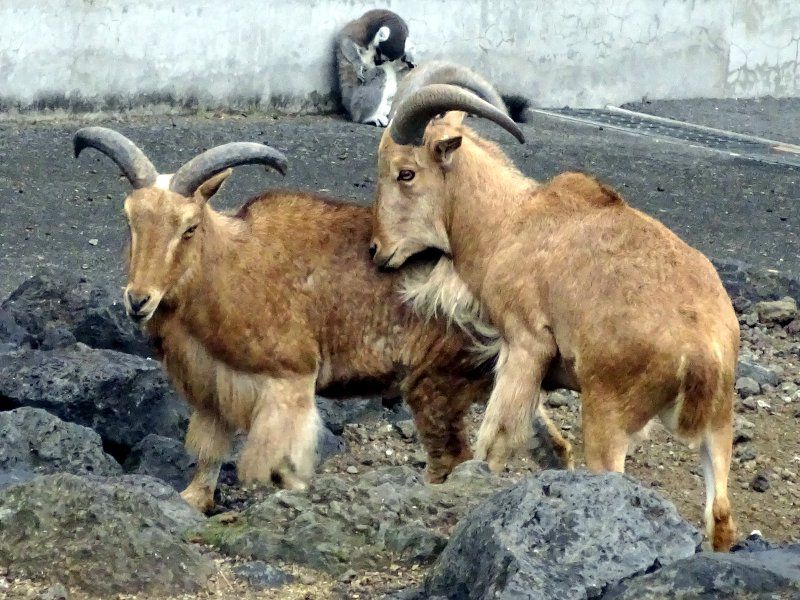 Barbary sheep