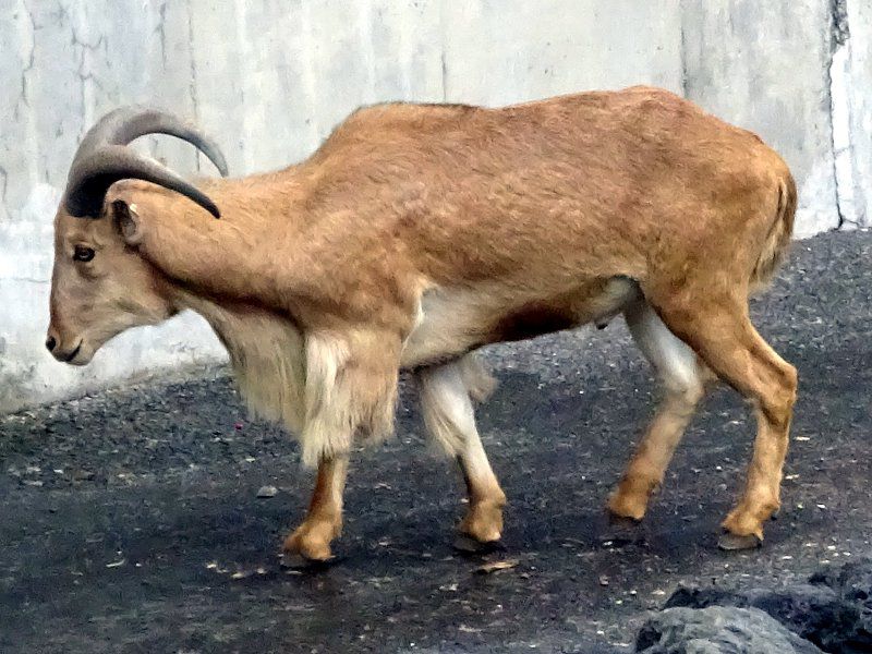 Barbary sheep