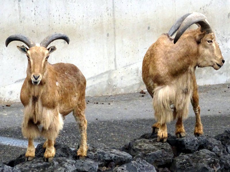 Barbary sheep