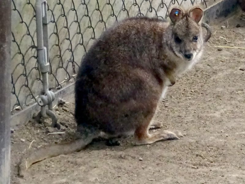 �p���}�����r�[�iParma Wallaby�j