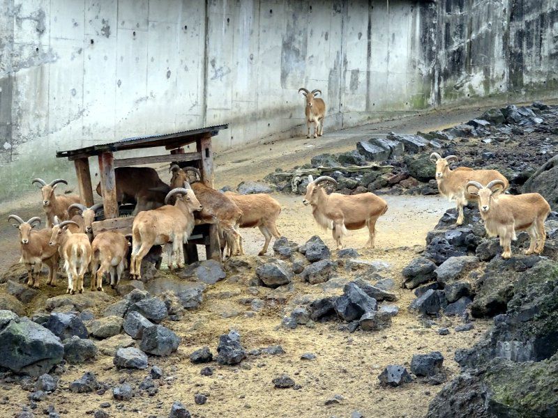 Barbary sheep