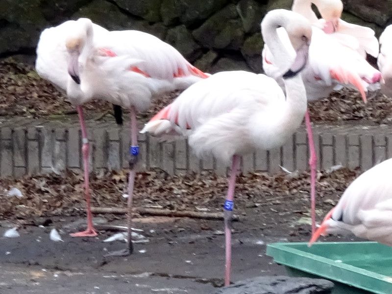 ���[���b�p�t���~���S(Europe Flamingo)