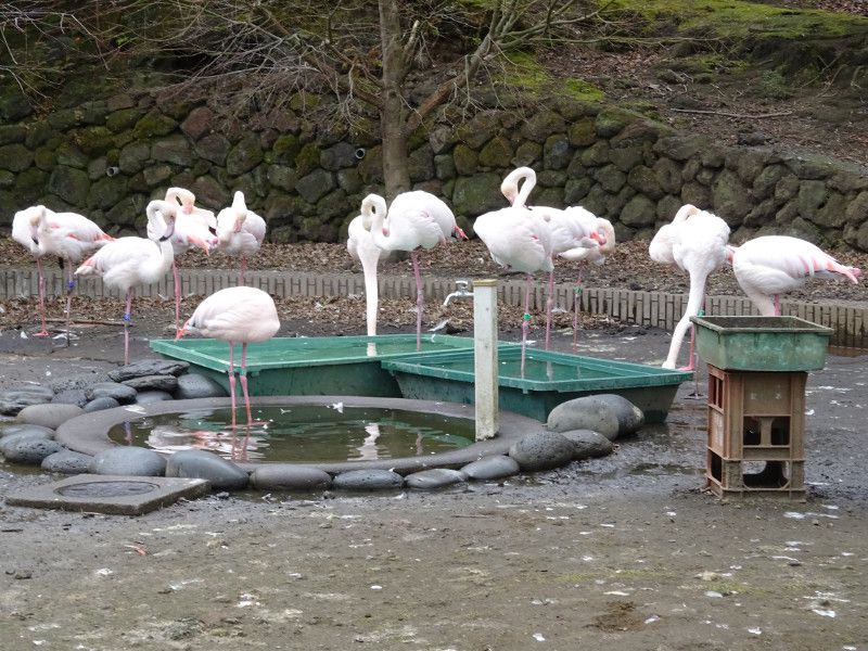���[���b�p�t���~���S(Europe Flamingo)
