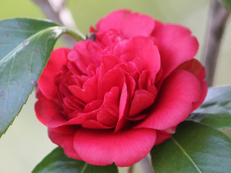 �� ���g���E�X����
