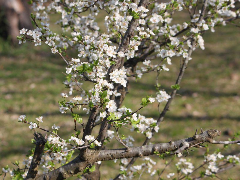 ���X��(�~��)