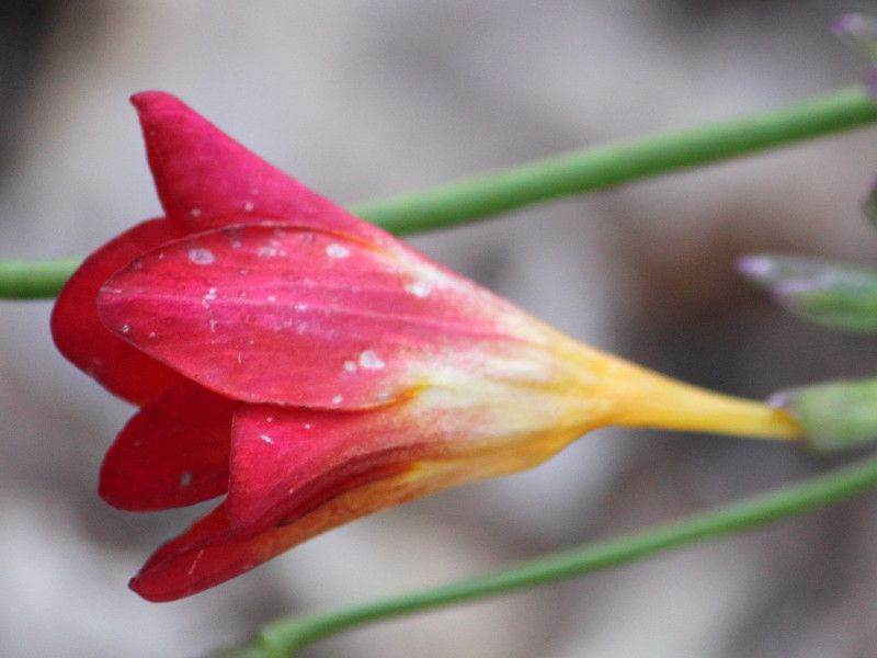 �t���[�W�A(Freesia) 