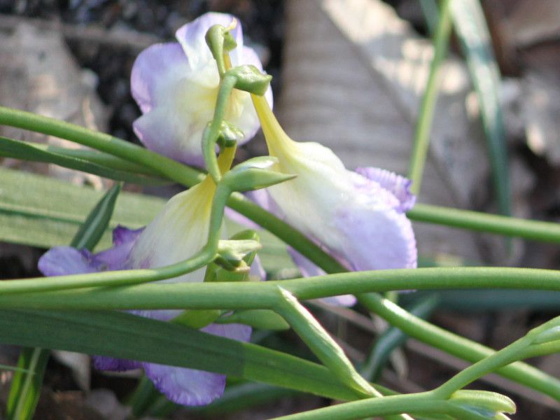 �t���[�W�A(Freesia) 