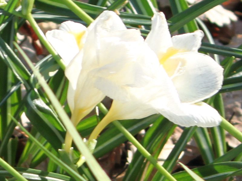 �t���[�W�A(Freesia) 