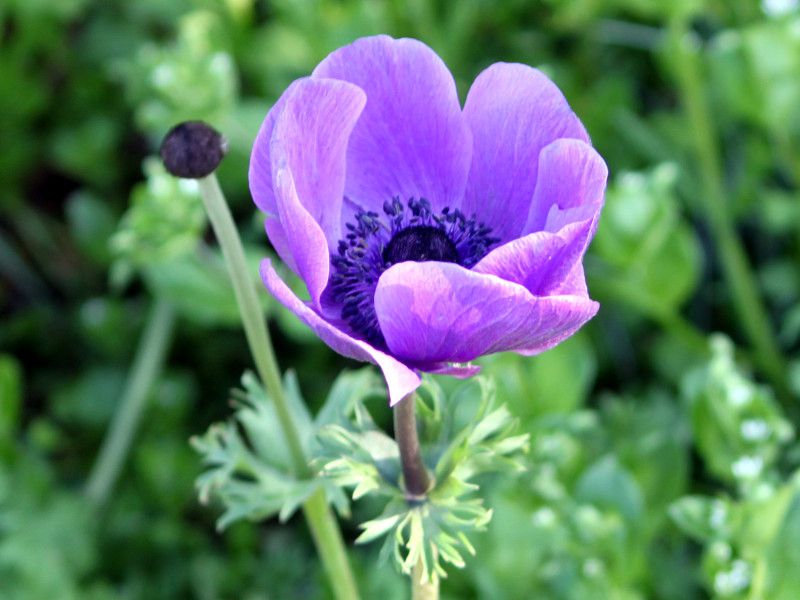 �A�l���l(Anemone)