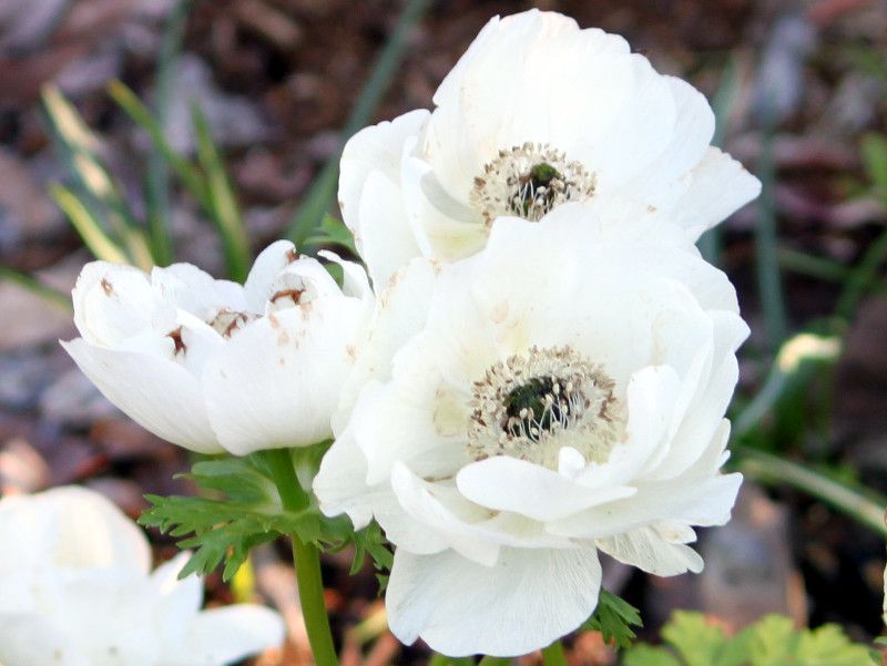 �A�l���l(Anemone)