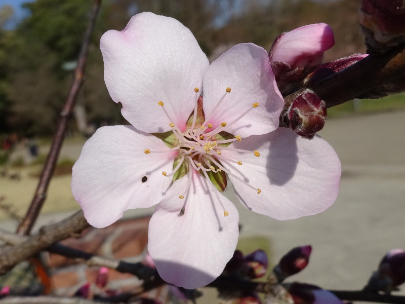 �A�[�����h(Almond)
