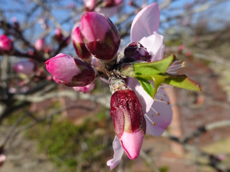 �A�[�����h(Almond)