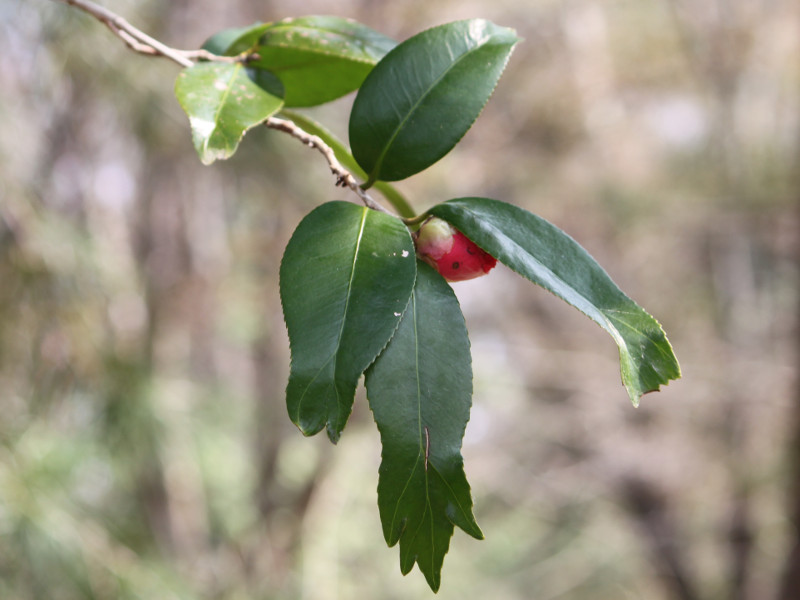 �L���M���o�c�o�L