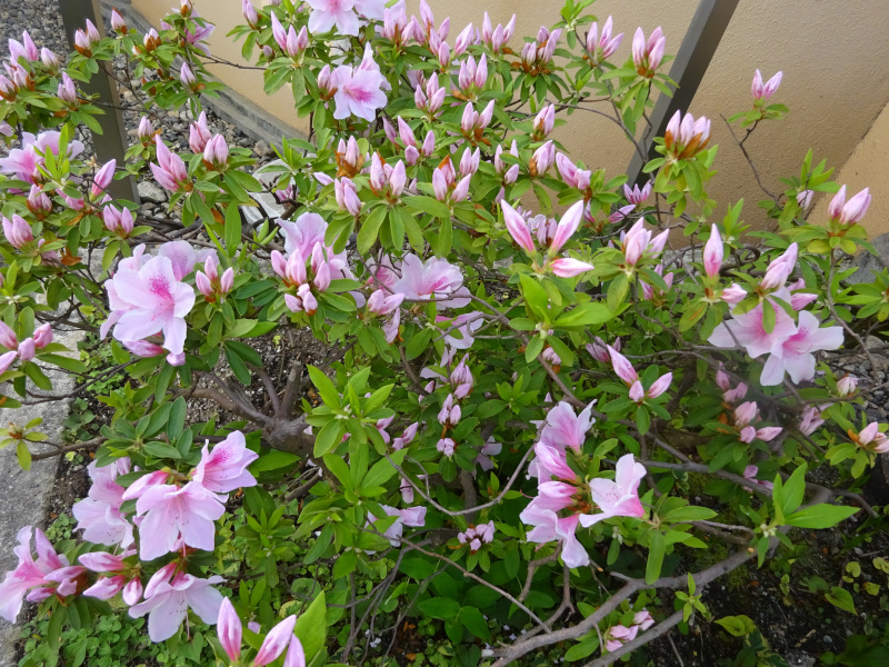 �q���h�c�c�W�i�����U�P�A�w��: Rhododendron �~ pulchrum�j