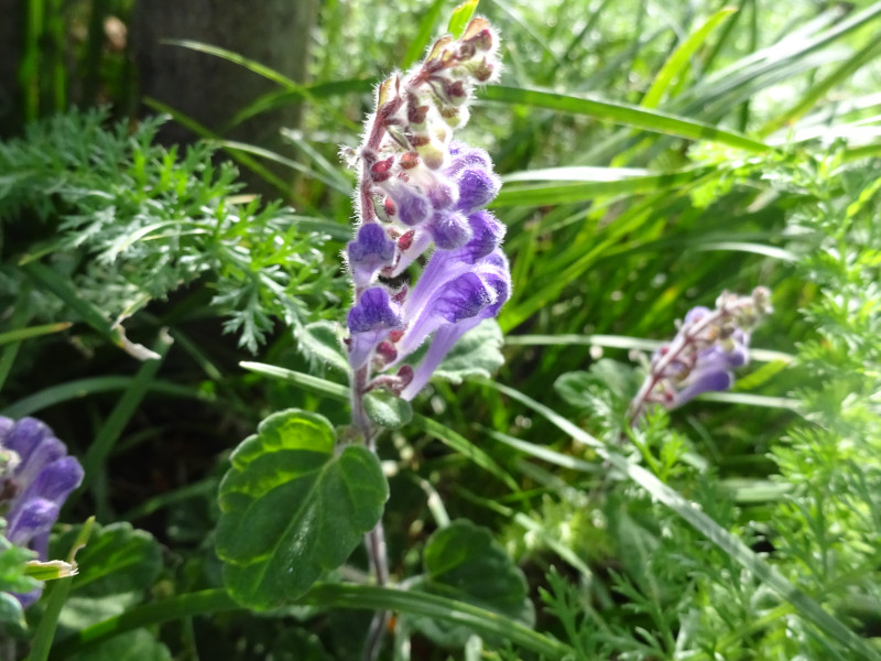 �^�c�i�~�\�E�i���Q���A�w���FScutellaria indica�j